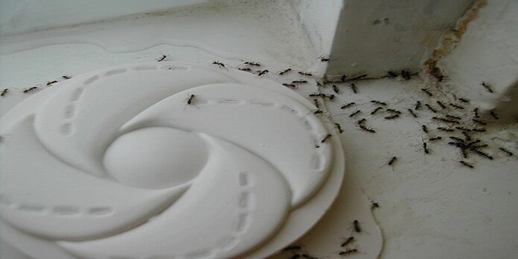 Evdeki Karıncalara Son